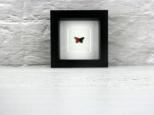 One orange butterfly B16