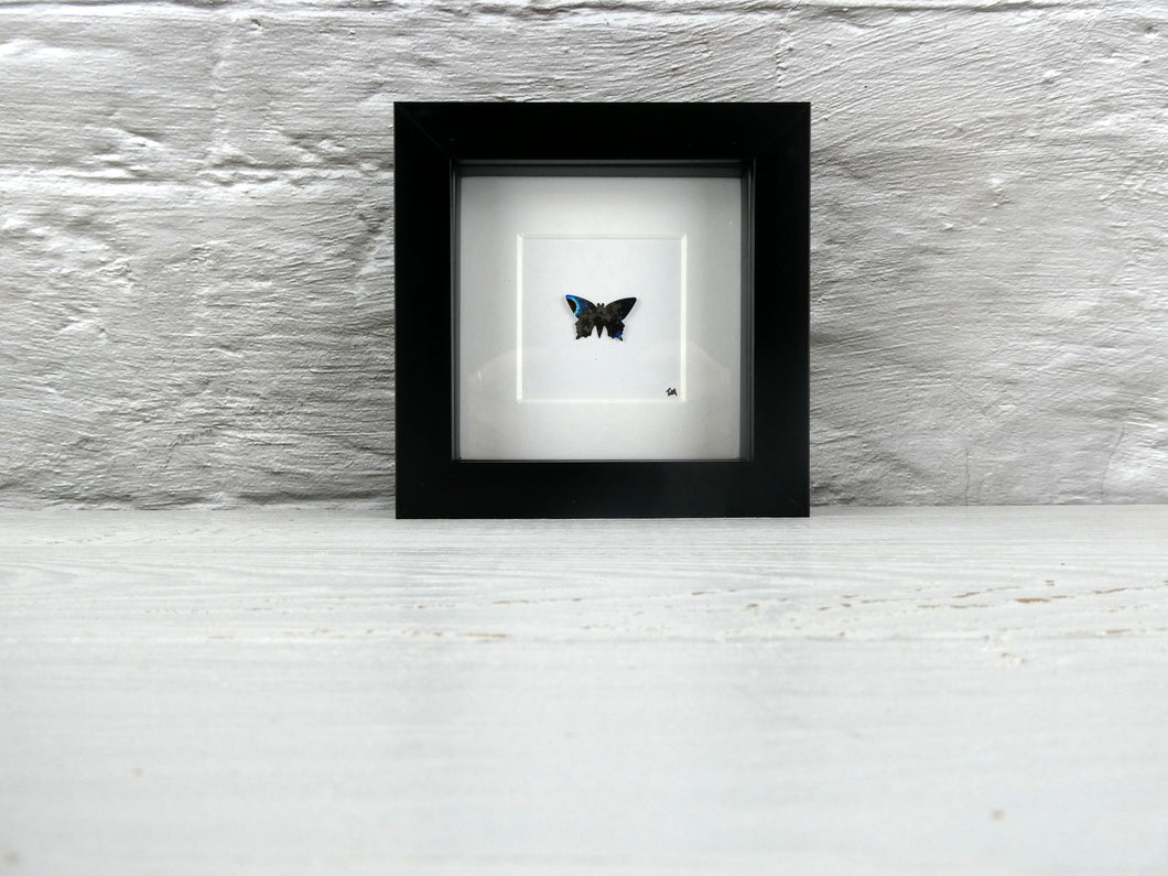 One framed butterfly