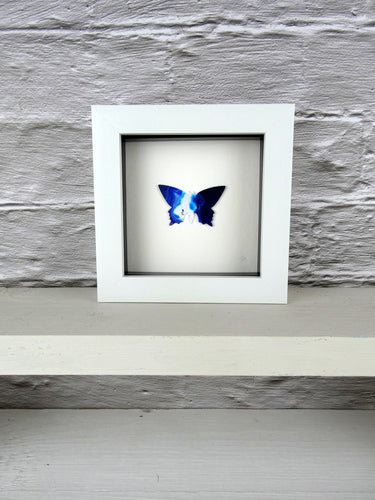Blue and White framed butterfly (B10)